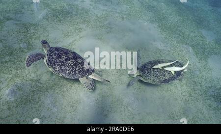 Deux tortues de mer s'empaissent sur les fonds marins en mangeant des algues vertes. Deux grandes tortues de mer verte (Chelonia mydas) avec Remorafish sur la coquille mange un ruban lisse Banque D'Images