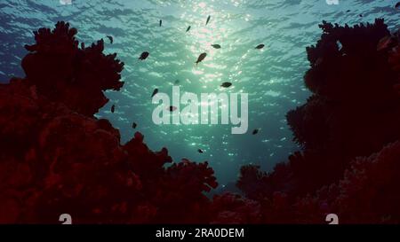 Silhouettes de poissons tropicaux nagent à côté du récif de corail sur l'eau de surface et le coucher du soleil, le rétroéclairage (Contre-jour) . La vie sur le récif de corail Banque D'Images