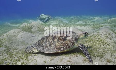 Deux tortues de mer s'empaissent sur les fonds marins en mangeant des algues vertes. Deux grandes tortues de mer verte (Chelonia mydas) avec Remorafish sur la coquille mange un ruban lisse Banque D'Images