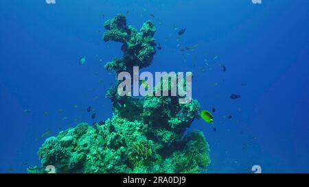 Silhouette de corail formation d'une forme bizarre inhabituelle sur les fonds marins, Mer Rouge, Safaga, Egypte Banque D'Images