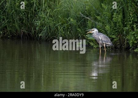 Héron gris (Ardea cinerea) avec poisson pêché, Emsland, Basse-Saxe, Allemagne Banque D'Images