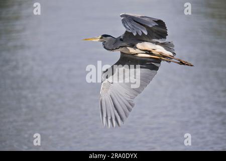 Héron gris (Ardea cinerea), Emsland, Basse-Saxe, Allemagne Banque D'Images