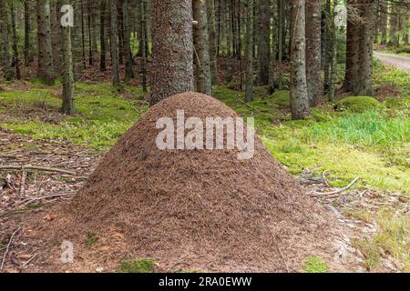 Grand anthill dans une forêt d'épicéa conifères, Suède Banque D'Images