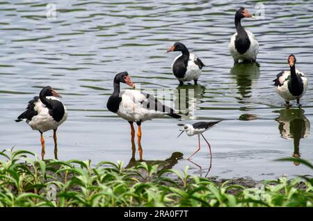 Marais oiseaux, Oies de Magpie, Anseranas semipalmata, pied stilt, marais Hastie. Banque D'Images