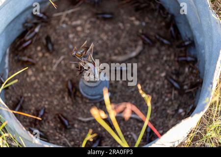 Deux grillons mormon perchés dans un robinet dans un tuyau entouré d'autres insectes hors foyer Banque D'Images