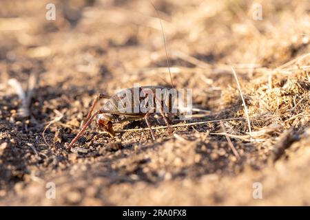 Une femelle de cricket mormon pond ses œufs dans le désert Banque D'Images