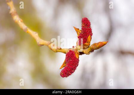 Des chatons de peuplier rouge sur une branche d'arbre pendant le printemps Banque D'Images