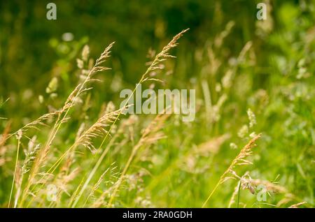 (Gramineae) herbes déplacées par le vent dans un pré sous le soleil chaud de printemps Banque D'Images