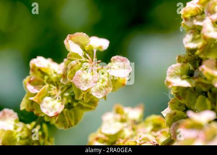Détail Macro Fleur de Rumex crispus sous le chaud soleil de l'été Banque D'Images