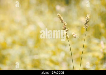 (Gramineae) herbes déplacées par le vent dans un pré sous le soleil chaud de printemps Banque D'Images