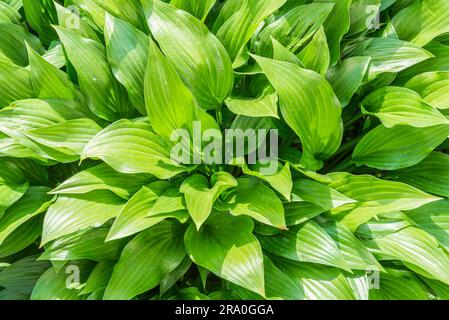 Hosta Vert feuilles sous le chaud soleil de printemps Banque D'Images