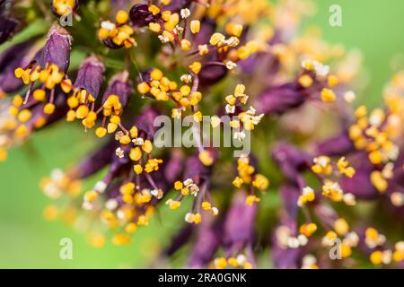 Macro photo de bourgeons avec acacia rose et blanc étamines orange plein de pollen et de nouvelles fleurs roses Banque D'Images