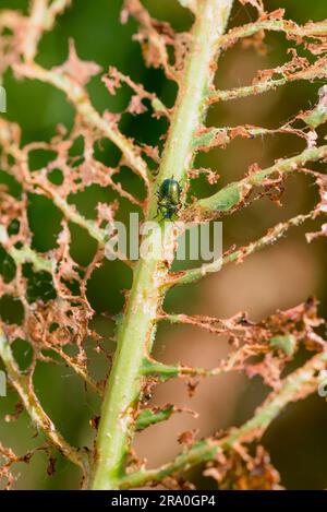 Une feuille est mangée par quelques insectes laissant visible seulement la structure de la veine. Un petit coléoptère vert se trouve sur la tige principale Banque D'Images