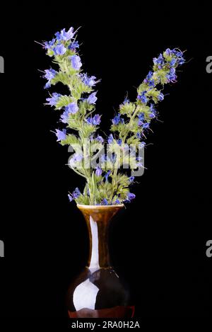 Blueweed fleurs dans un vase sur isolé sur fond noir Banque D'Images