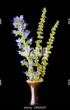 Blueweed fleurs et herbes sauvages dans un vase sur isolé sur fond noir Banque D'Images