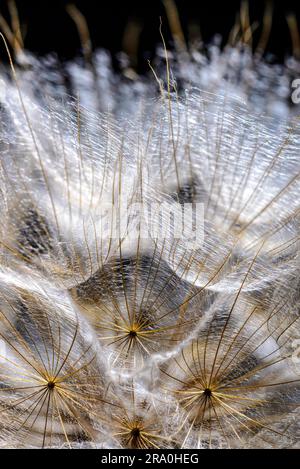 Graines de pissenlit macro avec retour de lumière sur un fond noir Banque D'Images
