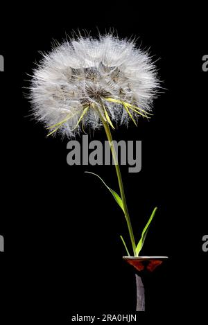 Un gros pissenlit blowball dans un vase, isolé sur fond noir Banque D'Images