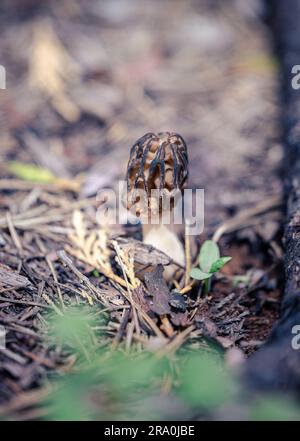 Gros plan d'un champignon Morel, Morchella elata. Trouvé dans les montagnes de la Sierra Nevada dans le comté d'El Dorado, en Californie Banque D'Images