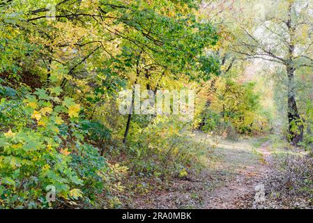 Forêt d'automne chemin entre l'érable, le chêne, le saule et le peuplier arbres dans une journée ensoleillée Banque D'Images