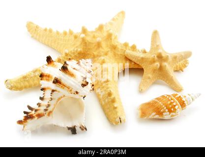 Ensemble de coques de mer isolées sur un fond blanc Banque D'Images