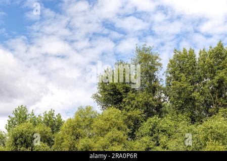 Ciel nuageux sur les saules et les peupliers arbres, été Banque D'Images