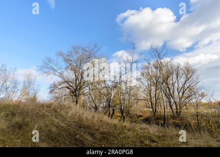 Arbres d'automne, saules et peupliers, dans les champs près de la rivière Dniepr, avec un ciel nuageux Banque D'Images