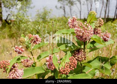 Fleurs et bourgeons roses et blancs, également connus sous le nom d'asclépias (Asclepias syriaca), avec des abeilles fourragères, dans le pré près de la rivière Dnieper Banque D'Images