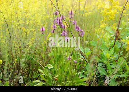 Fleurs également connues sous le nom d'hédgenettle commun (Stachys officinalis), betony, betony pourpre, betony de bois, bishoport, ou le millepertuis de l'évêque, croissant dans le Banque D'Images