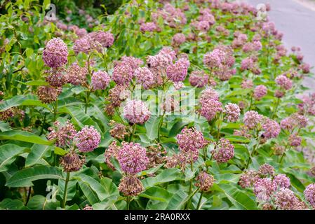 Fleurs et bourgeons roses et blancs, également connus sous le nom d'asclépias (Asclepias syriaca), avec des abeilles fourragères, dans le pré près de la rivière Dnieper Banque D'Images