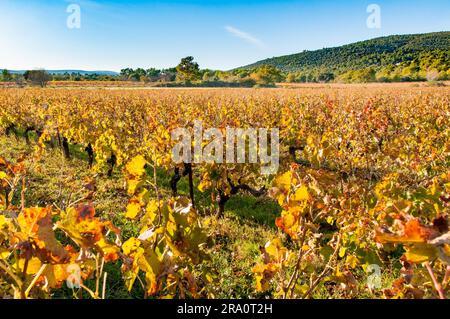 Vineyard field in Provence, in Gareoult near Brignoles in the French Provence, at sunset Stock Photo