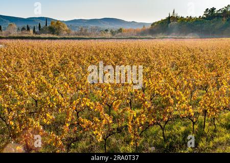 Vineyard field in Provence, in Gareoult near Brignoles in the French Provence, at sunset Stock Photo