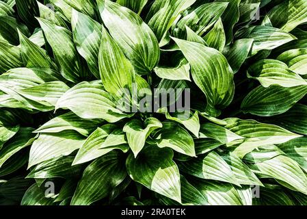 Hosta Vert feuilles sous le chaud soleil de printemps Banque D'Images