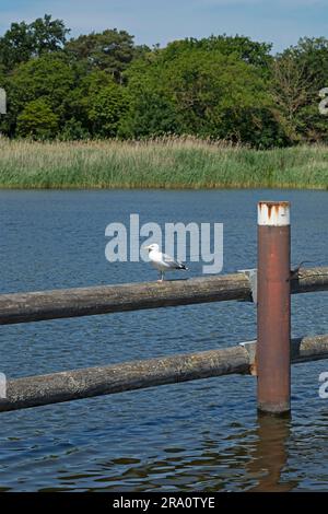 Goéland argenté (Larus argentatus) assis sur la clôture, port, Prerow, Fischland-Darss-Zingst, Mecklembourg-Poméranie-Occidentale, Allemagne Banque D'Images