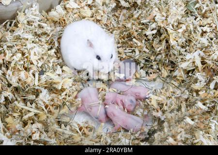 Hamster dungarien (Phodopus sungorus) avec jeunes dans le nid Banque D'Images