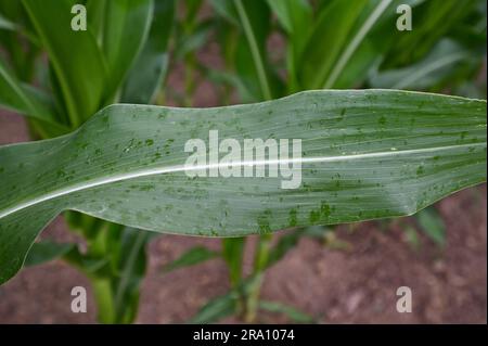 Hofheim, Allemagne. 29th juin 2023. Quelques gouttes de pluie peuvent être vues sur une plante de maïs dans un champ près de Hofheim am Taunus. L'augmentation de la sécheresse pose également des problèmes aux agriculteurs de Hesse cet été. Les cultures d'hiver de blé, d'avoine et d'orge ont reçu suffisamment de pluie jusqu'en mars et avril, a déclaré le Secrétaire général de l'Association des agriculteurs de Hesse, Paulus, à la Deutsche presse-Agentur. Cependant, il s'inquiète des cultures d'automne comme les betteraves, le maïs et les pommes de terre. (À dpa 'les agriculteurs inquiets de la sécheresse - les cultures d'automne ont besoin de pluie') Credit: Arne Dedert/dpa/Alamy Live News Banque D'Images