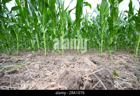 Hofheim, Allemagne. 29th juin 2023. Les plants de maïs poussent dans un champ près de Hofheim am Taunus. La sécheresse croissante pose également des problèmes aux agriculteurs de Hesse cet été. Les cultures d'hiver de blé, d'avoine et d'orge ont reçu suffisamment de pluie jusqu'en mars et avril, a déclaré le Secrétaire général de l'Association des agriculteurs de Hesse, Paulus, à la Deutsche presse-Agentur. Cependant, il s'inquiète des cultures d'automne comme les betteraves, le maïs et les pommes de terre. (À dpa 'les agriculteurs inquiets de la sécheresse - les cultures d'automne ont besoin de pluie') Credit: Arne Dedert/dpa/Alamy Live News Banque D'Images