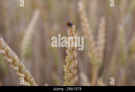 Hofheim, Allemagne. 29th juin 2023. Un coccinelle a grimpé jusqu'au sommet d'une oreille de grain dans un champ près de Hofheim am Taunus. La sécheresse croissante pose également des problèmes aux agriculteurs de Hesse cet été. Les cultures d'hiver de blé, d'avoine et d'orge avaient reçu suffisamment de pluie jusqu'en mars et avril, a déclaré Paulus, secrétaire général de l'Association des agriculteurs de Hesse, à la Deutsche presse-Agentur. Cependant, il s'inquiète des cultures d'automne comme les betteraves, le maïs et les pommes de terre. (À dpa 'les agriculteurs inquiets de la sécheresse - les cultures d'automne ont besoin de pluie') Credit: Arne Dedert/dpa/Alamy Live News Banque D'Images