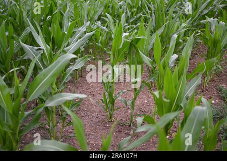 Hofheim, Allemagne. 29th juin 2023. Les plants de maïs poussent dans un champ près de Hofheim am Taunus. La sécheresse croissante pose également des problèmes aux agriculteurs de Hesse cet été. Les cultures d'hiver de blé, d'avoine et d'orge ont reçu suffisamment de pluie jusqu'en mars et avril, a déclaré le Secrétaire général de l'Association des agriculteurs de Hesse, Paulus, à la Deutsche presse-Agentur. Cependant, il s'inquiète des cultures d'automne comme les betteraves, le maïs et les pommes de terre. (À dpa 'les agriculteurs inquiets de la sécheresse - les cultures d'automne ont besoin de pluie') Credit: Arne Dedert/dpa/Alamy Live News Banque D'Images