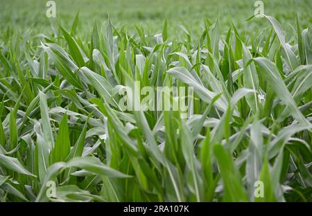 Hofheim, Allemagne. 29th juin 2023. Les plants de maïs poussent dans un champ près de Hofheim am Taunus. La sécheresse croissante pose également des problèmes aux agriculteurs de Hesse cet été. Les cultures d'hiver de blé, d'avoine et d'orge ont reçu suffisamment de pluie jusqu'en mars et avril, a déclaré le Secrétaire général de l'Association des agriculteurs de Hesse, Paulus, à la Deutsche presse-Agentur. Cependant, il s'inquiète des cultures d'automne comme les betteraves, le maïs et les pommes de terre. (À dpa 'les agriculteurs inquiets de la sécheresse - les cultures d'automne ont besoin de pluie') Credit: Arne Dedert/dpa/Alamy Live News Banque D'Images