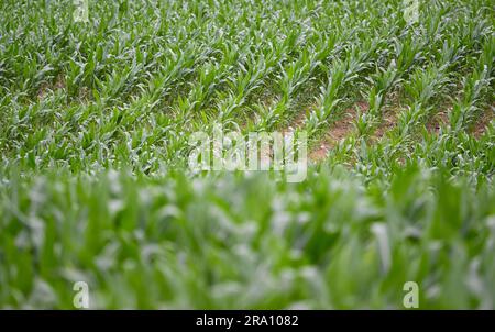 Hofheim, Allemagne. 29th juin 2023. Les plants de maïs poussent dans un champ près de Hofheim am Taunus. La sécheresse croissante pose également des problèmes aux agriculteurs de Hesse cet été. Les cultures d'hiver de blé, d'avoine et d'orge ont reçu suffisamment de pluie jusqu'en mars et avril, a déclaré le Secrétaire général de l'Association des agriculteurs de Hesse, Paulus, à la Deutsche presse-Agentur. Cependant, il s'inquiète des cultures d'automne comme les betteraves, le maïs et les pommes de terre. (À dpa 'les agriculteurs inquiets de la sécheresse - les cultures d'automne ont besoin de pluie') Credit: Arne Dedert/dpa/Alamy Live News Banque D'Images