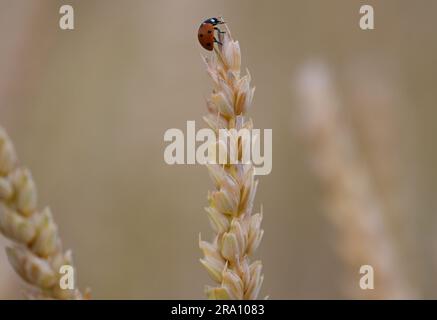 Hofheim, Allemagne. 29th juin 2023. Un coccinelle a grimpé jusqu'au sommet d'une oreille de grain dans un champ près de Hofheim am Taunus. La sécheresse croissante pose également des problèmes aux agriculteurs de Hesse cet été. Les cultures d'hiver de blé, d'avoine et d'orge avaient reçu suffisamment de pluie jusqu'en mars et avril, a déclaré Paulus, secrétaire général de l'Association des agriculteurs de Hesse, à la Deutsche presse-Agentur. Cependant, il s'inquiète des cultures d'automne comme les betteraves, le maïs et les pommes de terre. (À dpa 'les agriculteurs inquiets de la sécheresse - les cultures d'automne ont besoin de pluie') Credit: Arne Dedert/dpa/Alamy Live News Banque D'Images