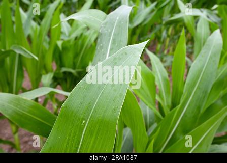 Hofheim, Allemagne. 29th juin 2023. Quelques gouttes de pluie peuvent être vues sur une plante de maïs dans un champ près de Hofheim am Taunus. L'augmentation de la sécheresse pose également des problèmes aux agriculteurs de Hesse cet été. Les cultures d'hiver de blé, d'avoine et d'orge ont reçu suffisamment de pluie jusqu'en mars et avril, a déclaré le Secrétaire général de l'Association des agriculteurs de Hesse, Paulus, à la Deutsche presse-Agentur. Cependant, il s'inquiète des cultures d'automne comme les betteraves, le maïs et les pommes de terre. (À dpa 'les agriculteurs inquiets de la sécheresse - les cultures d'automne ont besoin de pluie') Credit: Arne Dedert/dpa/Alamy Live News Banque D'Images