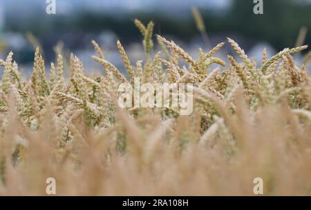 Hofheim, Allemagne. 29th juin 2023. Les épis de grain sont encore immatures dans un champ près de Hofheim am Taunus. La sécheresse croissante cause également des problèmes pour les agriculteurs de Hesse cet été. Les cultures d'hiver de blé, d'avoine et d'orge ont reçu suffisamment de pluie jusqu'en mars et avril, a déclaré Paulus, Secrétaire général de l'Association des agriculteurs de Hesse, à la Deutsche presse-Agentur. Cependant, il s'inquiète des cultures d'automne comme les betteraves, le maïs et les pommes de terre. (À dpa 'les agriculteurs inquiets de la sécheresse - les cultures d'automne ont besoin de pluie') Credit: Arne Dedert/dpa/Alamy Live News Banque D'Images