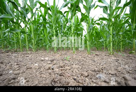 Hofheim, Allemagne. 29th juin 2023. Les plants de maïs poussent dans un champ près de Hofheim am Taunus. La sécheresse croissante pose également des problèmes aux agriculteurs de Hesse cet été. Les cultures d'hiver de blé, d'avoine et d'orge ont reçu suffisamment de pluie jusqu'en mars et avril, a déclaré le Secrétaire général de l'Association des agriculteurs de Hesse, Paulus, à la Deutsche presse-Agentur. Cependant, il s'inquiète des cultures d'automne comme les betteraves, le maïs et les pommes de terre. (À dpa 'les agriculteurs inquiets de la sécheresse - les cultures d'automne ont besoin de pluie') Credit: Arne Dedert/dpa/Alamy Live News Banque D'Images