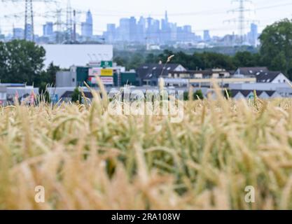 Hofheim, Allemagne. 29th juin 2023. Les épis de grain sont encore immatures dans un champ près de Hofheim am Taunus. La sécheresse croissante cause également des problèmes pour les agriculteurs de Hesse cet été. Les cultures d'hiver de blé, d'avoine et d'orge ont reçu suffisamment de pluie jusqu'en mars et avril, a déclaré Paulus, Secrétaire général de l'Association des agriculteurs de Hesse, à la Deutsche presse-Agentur. Cependant, il s'inquiète des cultures d'automne comme les betteraves, le maïs et les pommes de terre. (À dpa 'les agriculteurs inquiets de la sécheresse - les cultures d'automne ont besoin de pluie') Credit: Arne Dedert/dpa/Alamy Live News Banque D'Images