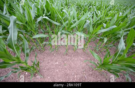 Hofheim, Allemagne. 29th juin 2023. Les plants de maïs poussent dans un champ près de Hofheim am Taunus. La sécheresse croissante pose également des problèmes aux agriculteurs de Hesse cet été. Les cultures d'hiver de blé, d'avoine et d'orge ont reçu suffisamment de pluie jusqu'en mars et avril, a déclaré le Secrétaire général de l'Association des agriculteurs de Hesse, Paulus, à la Deutsche presse-Agentur. Cependant, il s'inquiète des cultures d'automne comme les betteraves, le maïs et les pommes de terre. (À dpa 'les agriculteurs inquiets de la sécheresse - les cultures d'automne ont besoin de pluie') Credit: Arne Dedert/dpa/Alamy Live News Banque D'Images