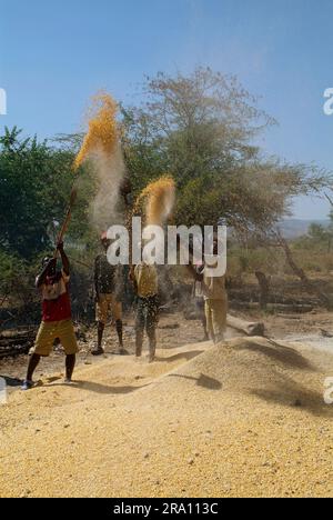 Récolte de sorgho, séparation du blé de la paille, sud de l'Ethiopie, millet, sorgho millet, grain millet, mil de sorgho Banque D'Images