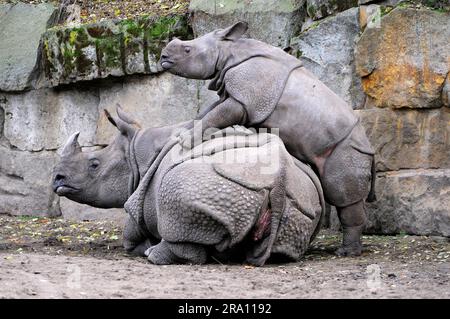 Indian Rhinoceros (Rhinoceros unicornis), femme avec jeune, zoo Banque D'Images