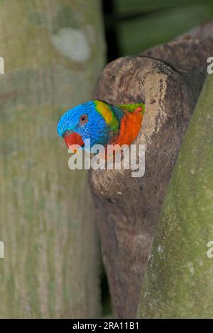 Rainbow Lorikeet au nid Hole, Queensland, Australie (Trichoglossus haematodus moluccanus) Banque D'Images