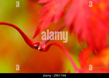 Érable japonais (Acer japonicum aconitifolium), érable japonais, érable japonais Banque D'Images